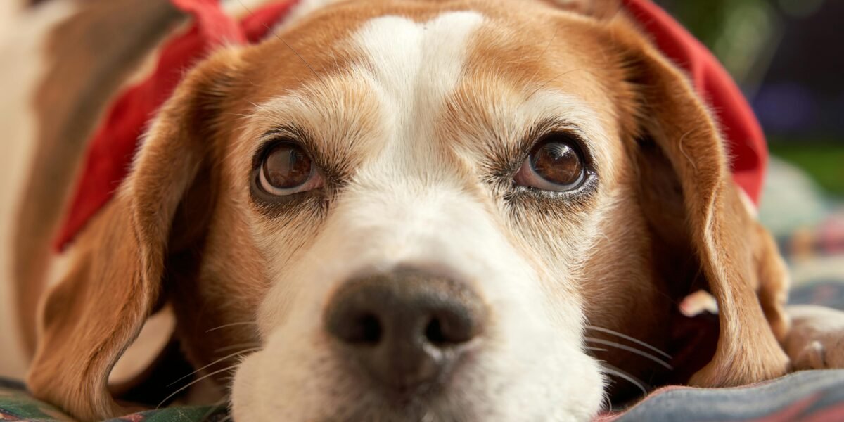 Quanto tempo dura a gestação de um cachorro​