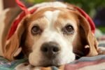 Quanto tempo dura a gestação de um cachorro​