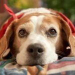 Quanto tempo dura a gestação de um cachorro​