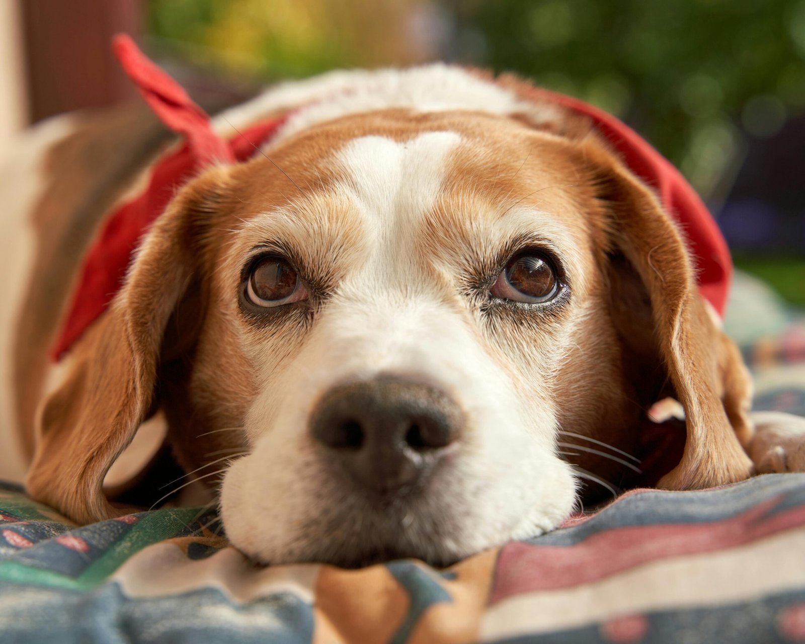 Quanto tempo dura a gestação de um cachorro​