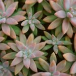 Como Cuidar de Suculentas em Casa sem Matar: O Guia Completo para Plantas Vivas e Lindas — como cuidar de suculentas em casa