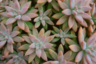 Como Cuidar de Suculentas em Casa sem Matar: O Guia Completo para Plantas Vivas e Lindas — como cuidar de suculentas em casa