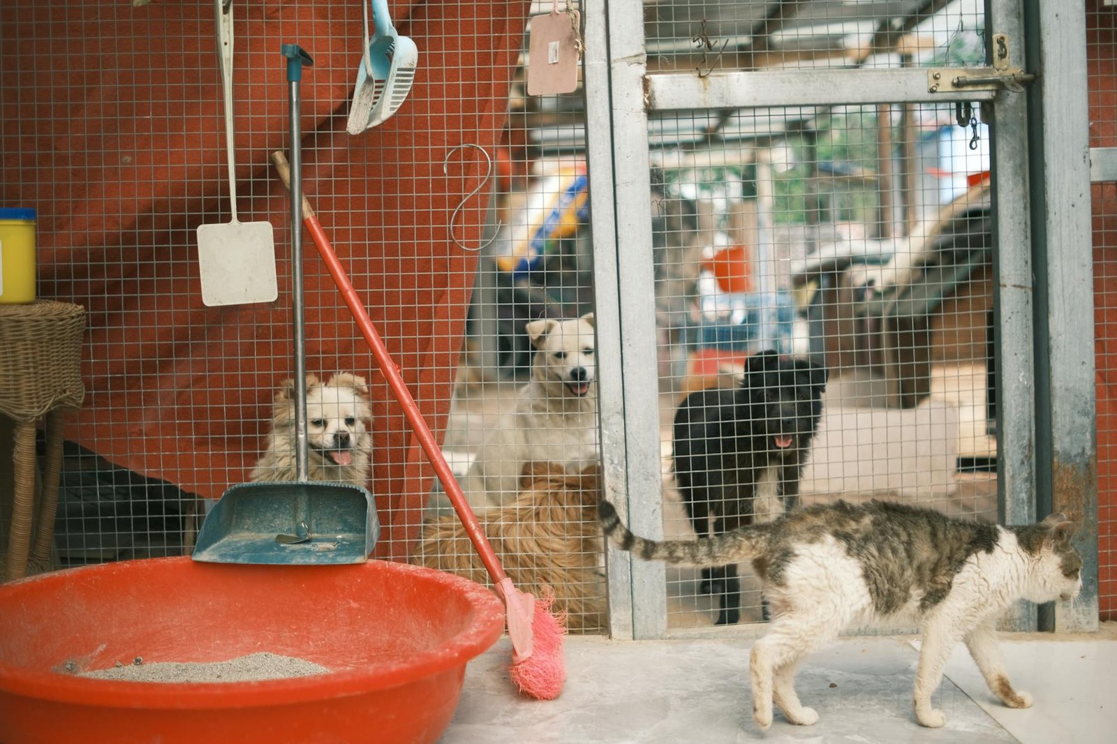 Adotar um Pet: O Guia Definitivo com Dicas Essenciais para uma Adoção Consciente e Feliz — dicas para quem quer adotar um ani