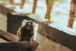 Desvendando o Reino Animal: 15 Fatos Curiosos sobre Animais que Poucos Conhecem — fatos curiosos sobre animais que poucos con