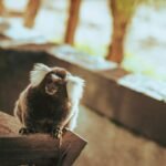 Desvendando o Reino Animal: 15 Fatos Curiosos sobre Animais que Poucos Conhecem — fatos curiosos sobre animais que poucos con