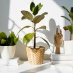 Plantas que purificam o ar de ambientes fechados — plantas que purificam o ar de ambientes fechados | Leitura Nossa